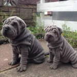 Mini Hippo Dog Breed Overview